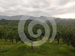 Serbia mountain Jelica green landscape DragaÄevo regio Serbia ÄŒaÄak